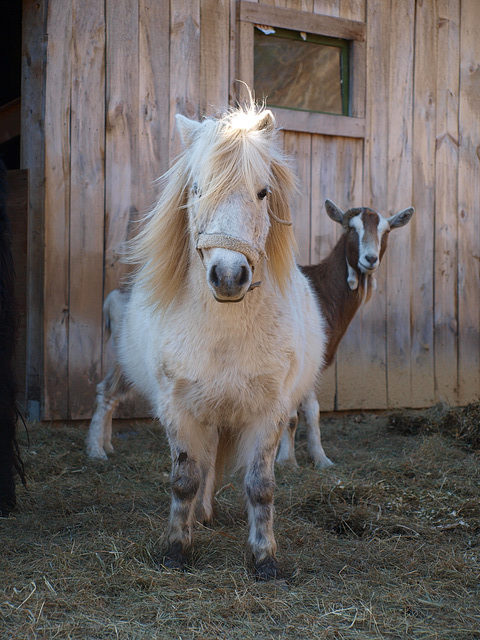 Goat Photobomb