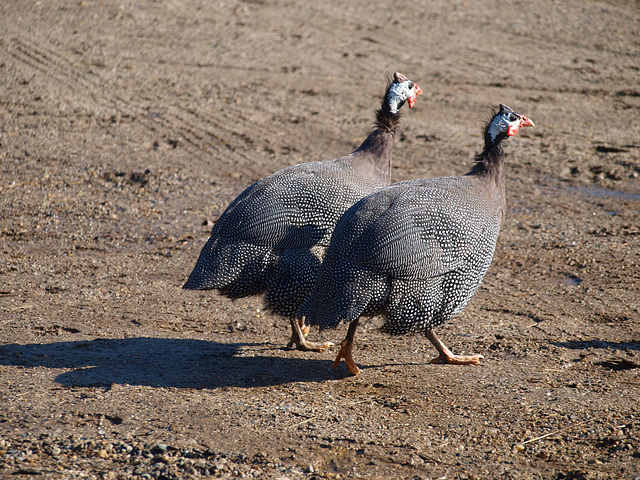 guineafowl two step