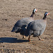 guineafowl two step