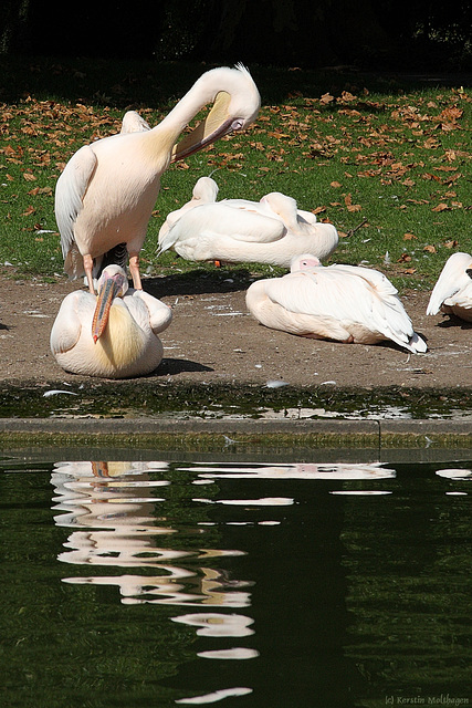 Rundfahrt mit der Gondoletta (Karlsruhe)