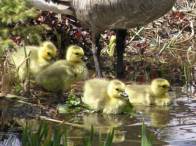 Follow the leader