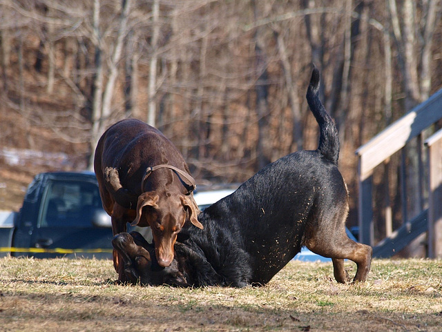 kings of playtime