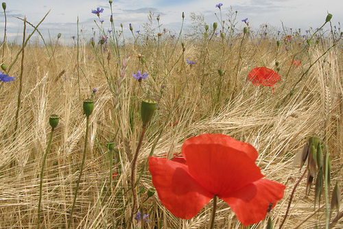 Orge et coquelicots