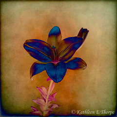 Tiger Lily 2 Darkwood67 Texture