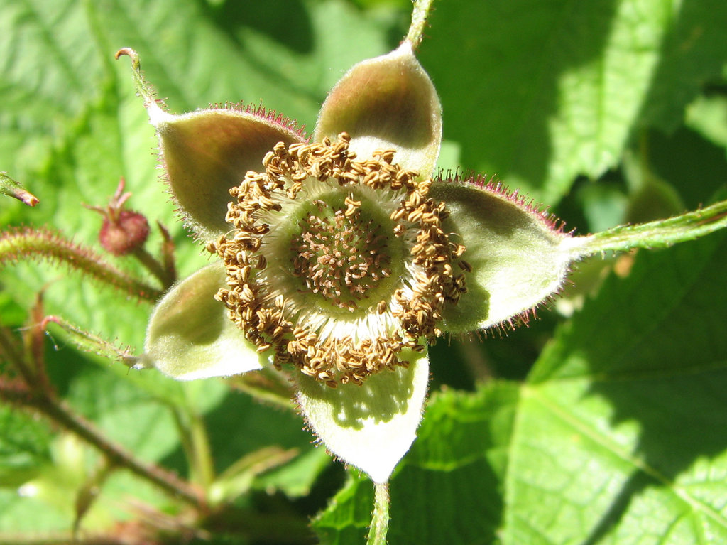 Purple-flowering Raspberry