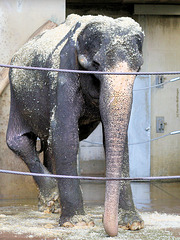 Elefantin Vilja (Wilhelma)