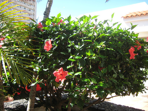 Teneriffa