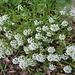 Petites fleurs blanches : Alysses