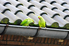 Rose-ringed Parakeets