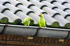 Rose-ringed Parakeets