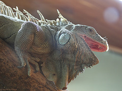 Grüner Leguan (Zoo Karlsruhe)