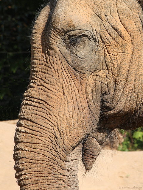 Elefantin Shanti (Zoo Karlsruhe)