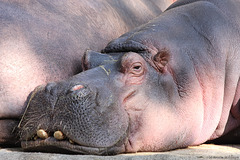 Flußpferdbulle (Zoo Karlsruhe)