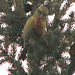 Female White-winged Crossbill