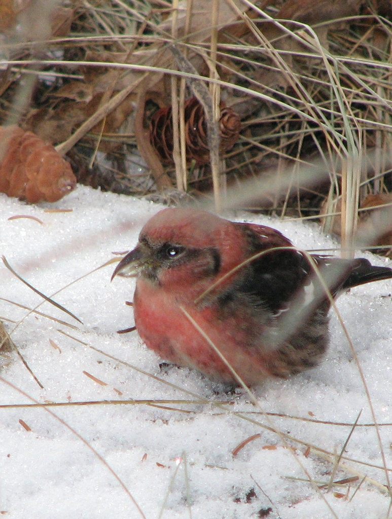 Crossed bill of the Crossbill