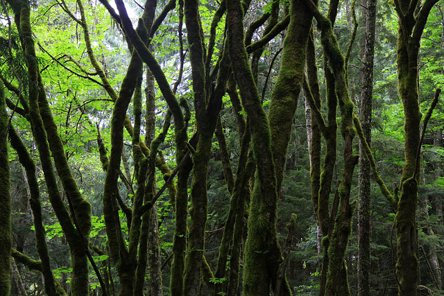 Mossy Forest