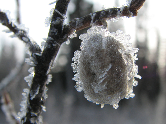 Nature's crystal pendant