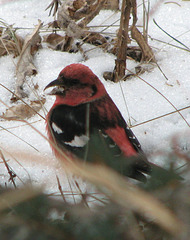 White-winged Crossbill