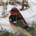 White-winged Crossbill