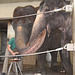 Pediküre im Elefantenhaus (Wilhelma)