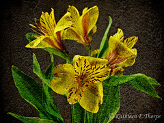 Mystery to Me yellow lily tiger stripe French Kiss Texture  071812