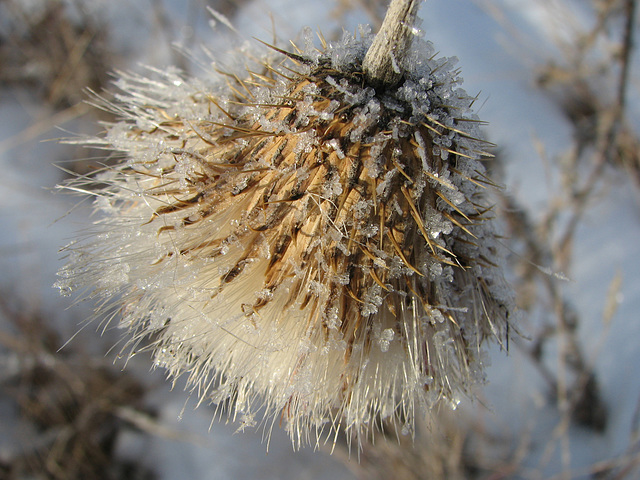 In the grip of winter