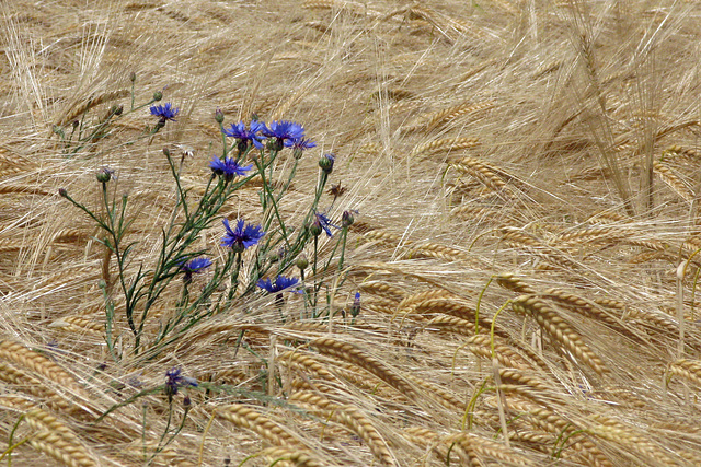 Bleuets et mer d'orge