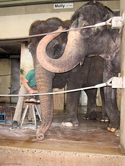 Pediküre im Elefantenhaus (Wilhelma)