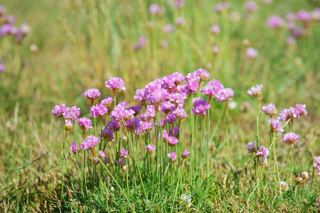 Wild Flowers