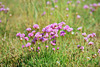 Wild Flowers