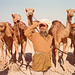 Camel races 2