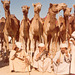 Camel races 5