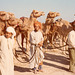 Camel races 6