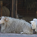 In Memoriam: Walachenschaf (Zoo Karlsruhe)