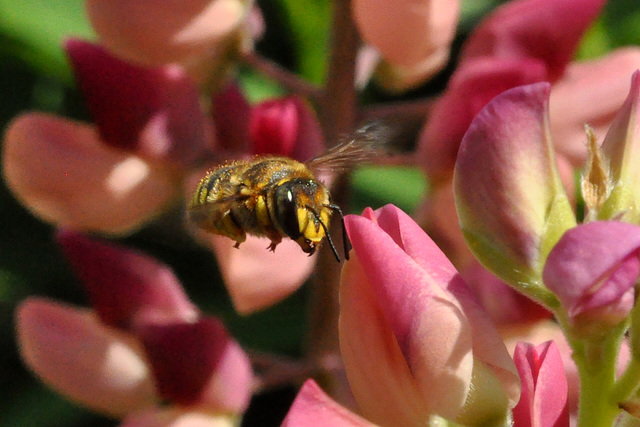 bee-in-flight lupins-june