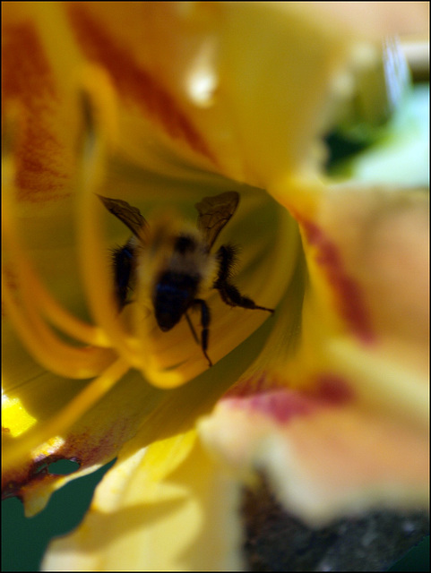 bee careful how you sniff that flower