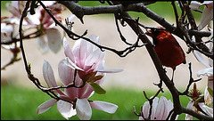 A Cardinal