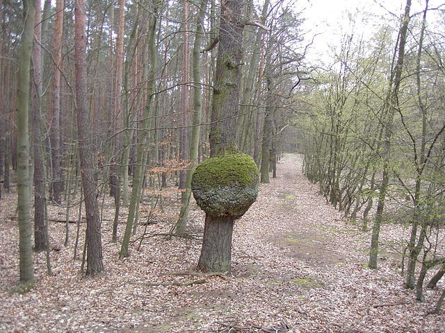 "Kugelbaum" - eine Laune der Natur...