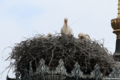 Familie Storch (Wilhelma)