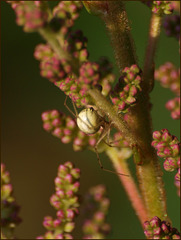 meanwhile, in the astilbes...