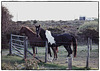 Nefyn's friendly residents