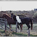 Nefyn's friendly residents