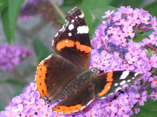 Schmetterling und Sommerflieder