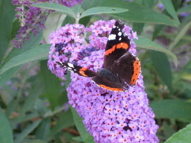 Schmetterling und Sommerflieder