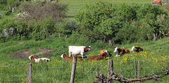 Le bonheur est dans le pré (7)