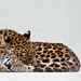 China-Leopard (Karlsruhe)