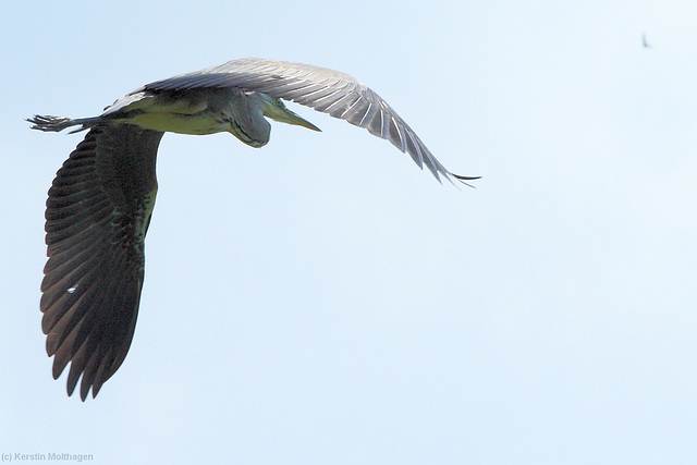 Im Flug erwischt! (Wilhelma)