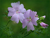 mountain mallow