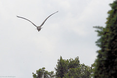 Im Flug erwischt! (Wilhelma)