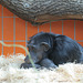 Schimpansensiesta (Karlsruhe)